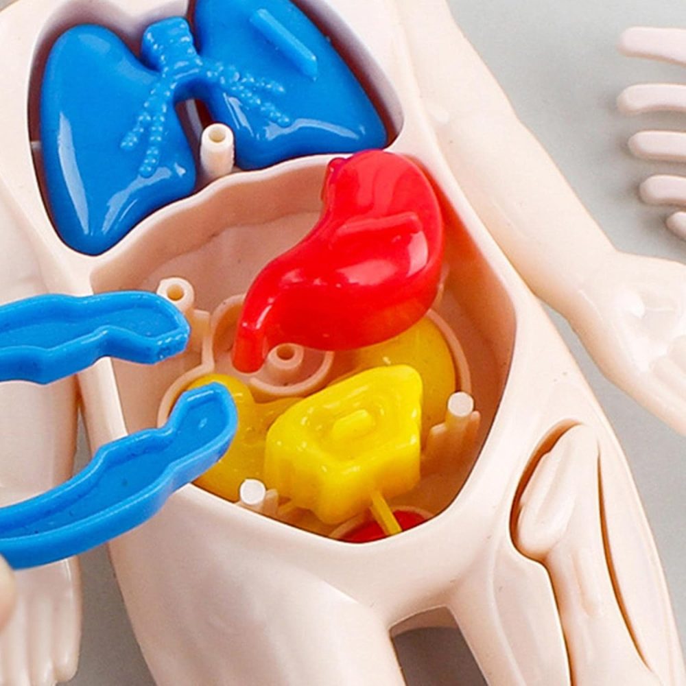 Human Body Parts Learning Toy - Image 6