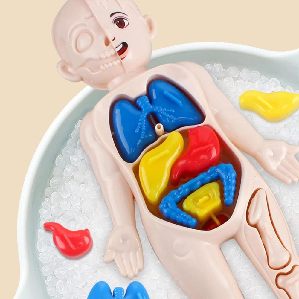 Human Body Parts Learning Toy - Image 5