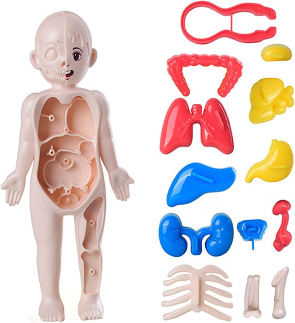 Human Body Parts Learning Toy - Image 4