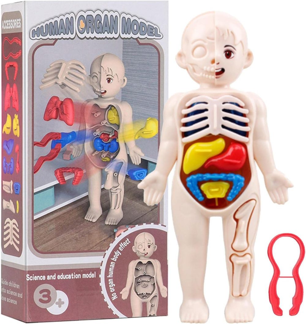 Human Body Parts Learning Toy