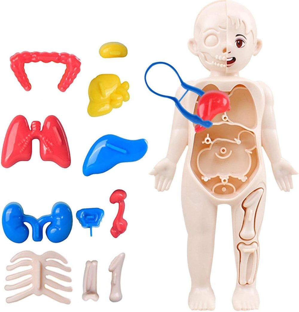 Human Body Parts Learning Toy - Image 3